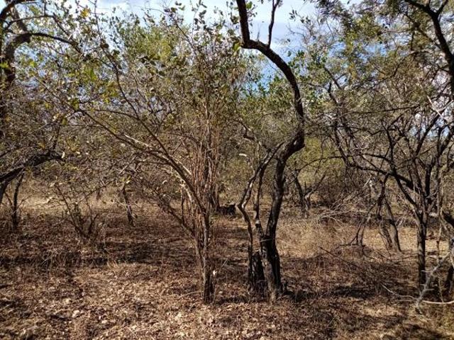 1 500 m² Land available in Marloth Park