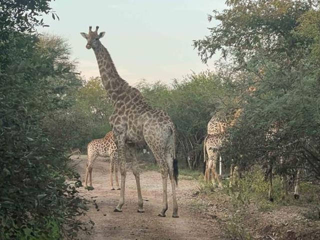 1 500 m² Land available in Marloth Park