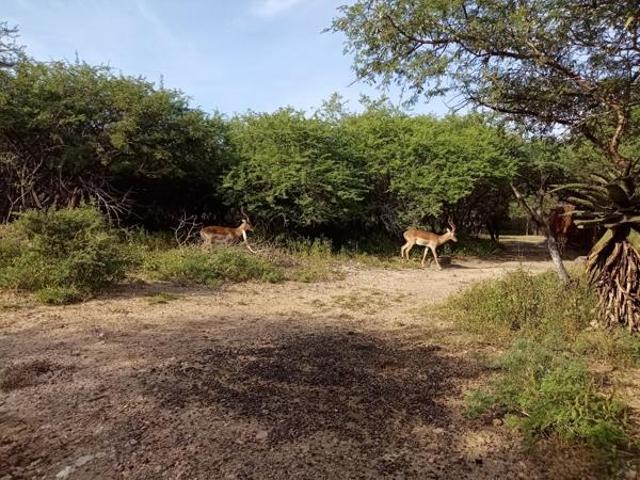 1 500 m² Land available in Marloth Park