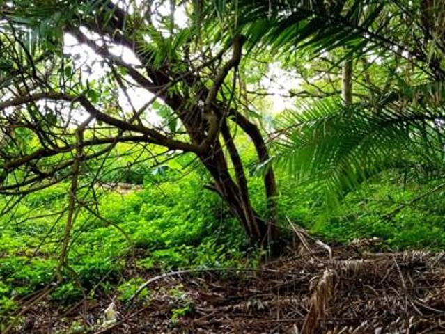 1 504 m² Land available in Hibberdene
