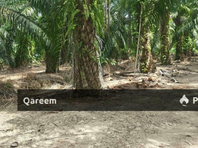 1.5 Ekar Sungai Burong Sekinchan Sabak Bernam