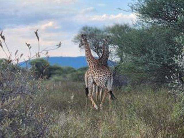 1.5 ha Land available in Thabazimbi