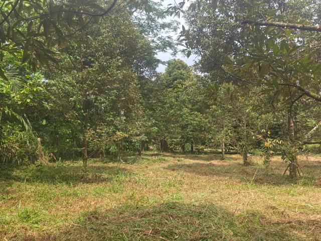 1.6 Ekar tanah dan Dusun Durian Kg Kalumpang. Hulu Selangor