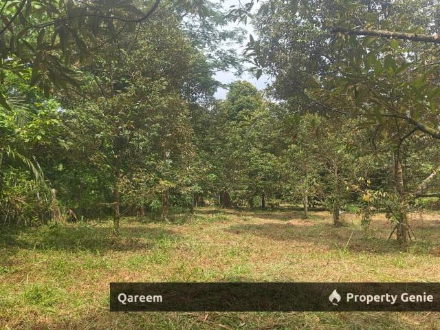 1.6 Ekar Tanah Dusun Durian Kg Kalumpang Hulu Selangor