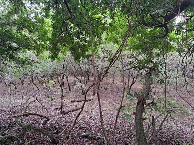 1 814 m² Land available in Marloth Park