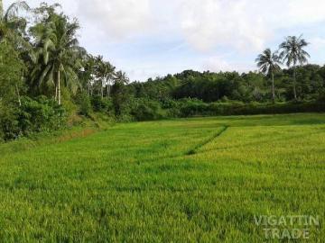 20000 sqm lot sapal san lorenzo Guimaras