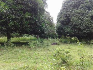 20000 sqm Mango farn san lorenzo guimaras