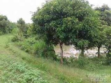 20000 sqm Rice field san lorenzo Guimaras