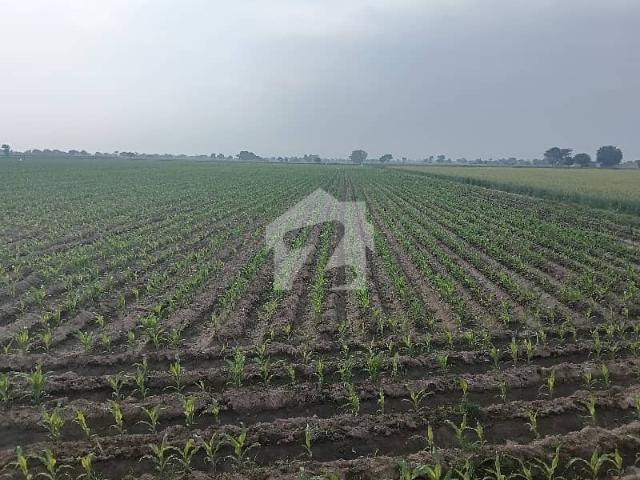 200 Kanal Spacious Agricultural Land Available In Head Muhammad Wala For sale