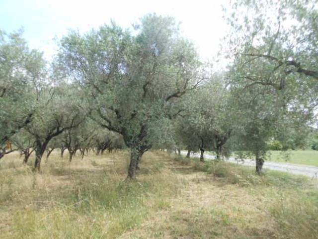2065/MARZANELLO Terreno in DP di mq 3.300 sulla via Patenara a Marzanello, Con accesso sulla variante direzione Venafro