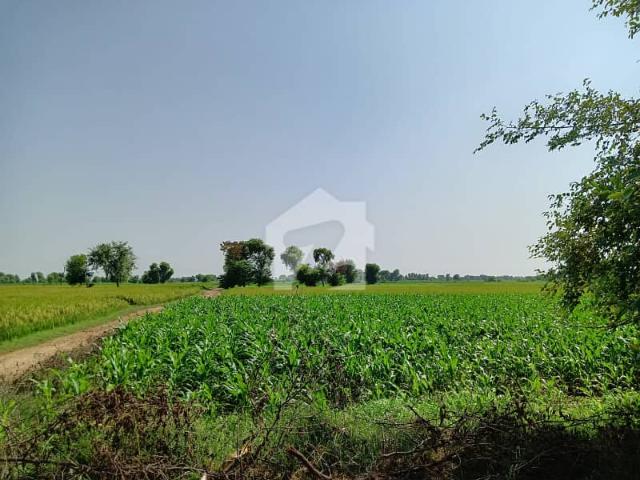 20.5 Acres Fertile Agricultural Land For Sale Chak 51SP, Pakpattan