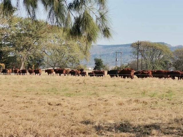 20.3 ha Farm in Greytown