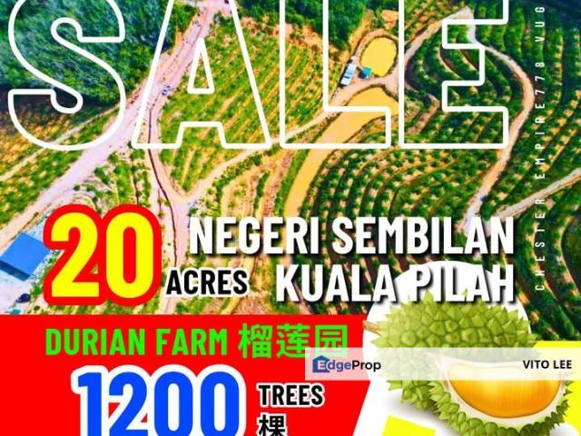 20 acres Freehold Durian Garden abt 1200 blackthorns