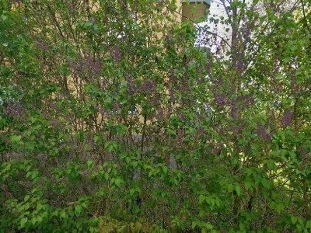 20 m2 lägenhet uthyres i Västerort