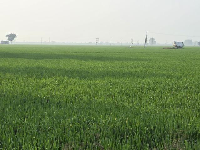 2104 Sq.Ft. Plot in Sector 89 Mohali Listing ID: #10307