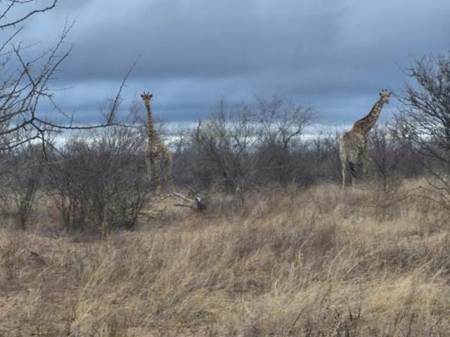 21.4 ha Land available in Phalaborwa