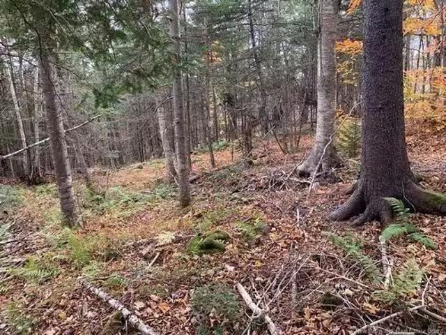 21 01 Worden Rd, Kingston, NB, E5N 0A7 vacant land for sale.