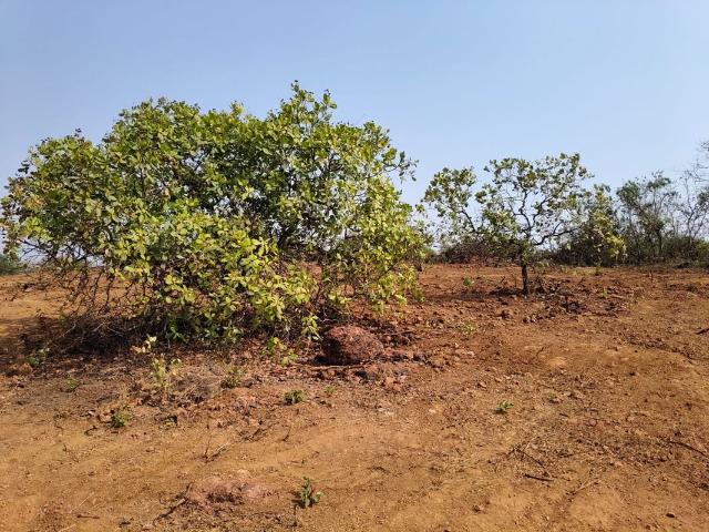 23251 Sq.Ft. Plot in Konkan Nagar Ratnagiri Listing ID: #10288