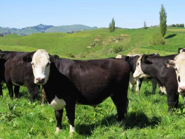 235 Poutakataka Road, Ngakuru, Rotorua For Sale