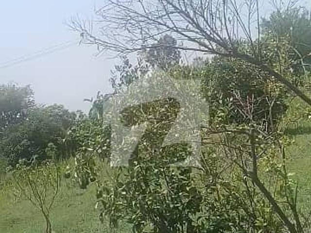 240 kanal agri land nwan kot to athara hzaari road 21000 trees in land district jhang