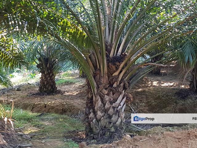 2433 Acres Palm Oil Estate For Sale