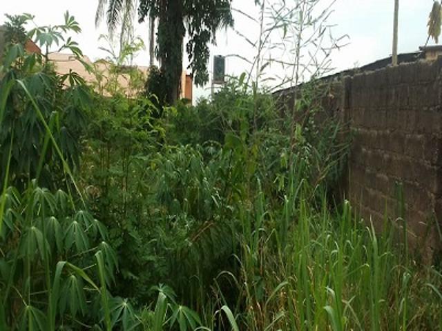 24 plots of farm land
