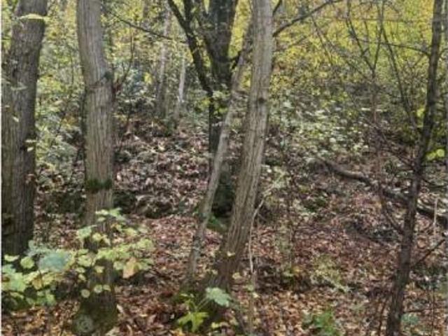 250/2025 5 BS bosco situato a sud est della via val di sur