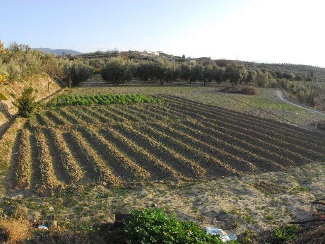 250 OLIVOS EN PLENA PRODUCCION