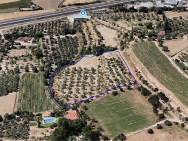 250 OLIVOS EN PLENA PRODUCCION