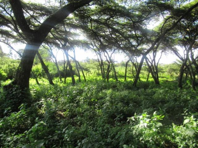 25 Acres of Land For Sale in Ol Kalou