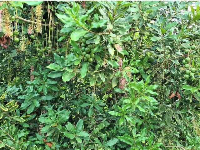265 ha Farm in Nelspruit