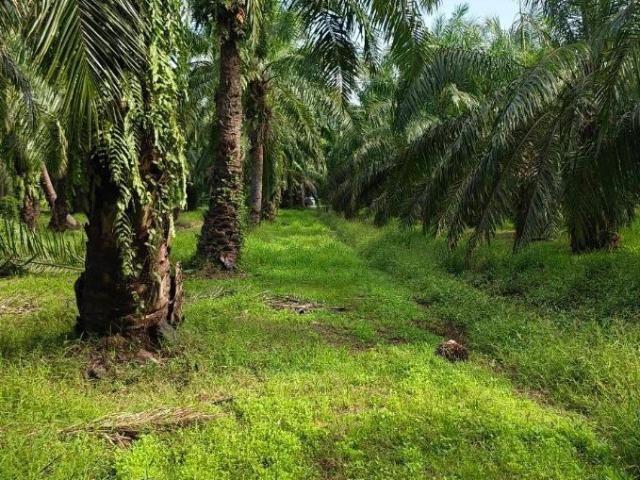 26764 Sft Lot Sawit Kg Gulang Gulang Tanjung Karang. Kuala Selangor