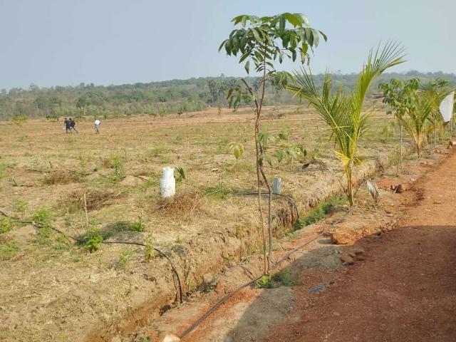 278 Sq.Yd. Plot in Thummapala Anakapalle Listing ID: #9791