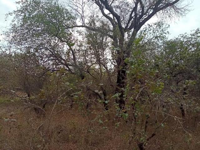 280 m² Land available in Marloth Park