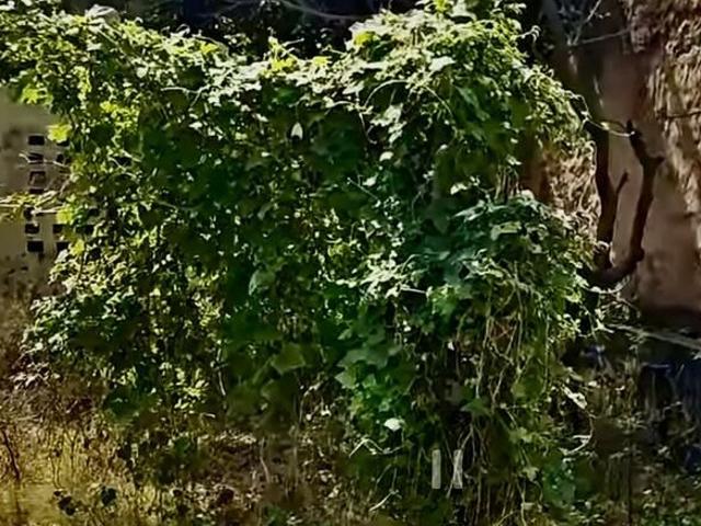 280 Sq.Yd. Plot in Meerut Cantt Meerut Listing ID: #10259