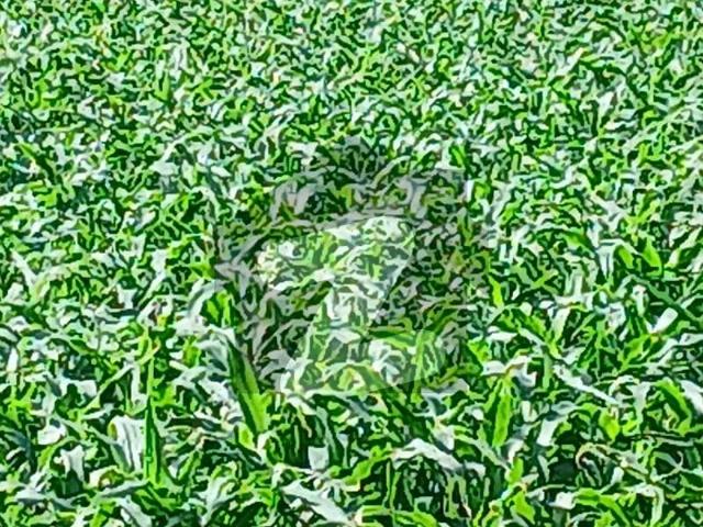 28 Acre Land For Sale