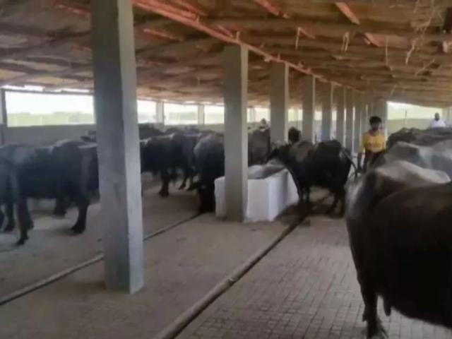 2 Acer Dairy farm Karachi Gadap Town ID 22512