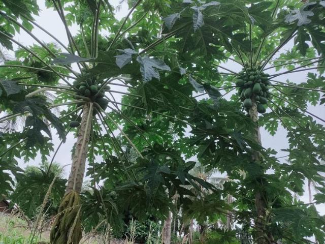 2 Acre Farm for Sale Kikambala
