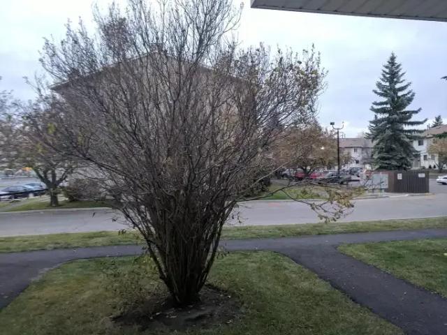 2 Bedroom Condo Calgary AB 104179614