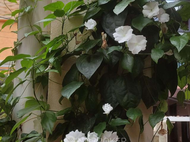 2 BHK House for Rent In Kukatpally