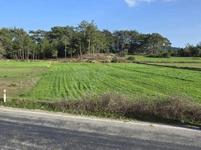 2 Dönüm asfalt yola cepheli 250 m2 imarlı FIRSAT arsa