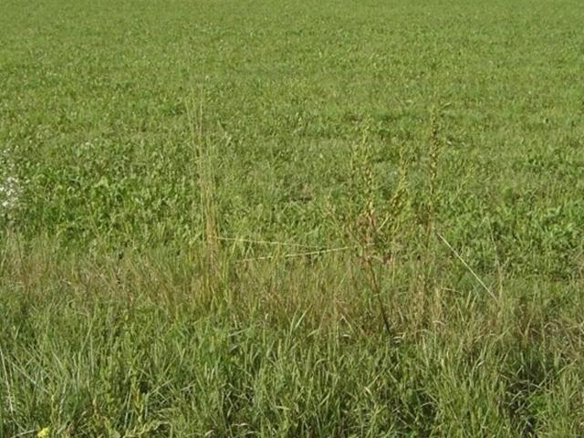 2 Grundstücke Seiersberg Pirka, landwirtschaftlich als Acker genützt drainagierte Flächen, Nahe der Packerstraße