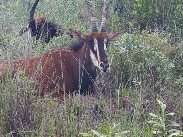 2 ha Land available in Vaalwater