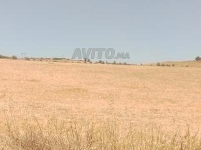 2 hectares et demi titrés sur le goudron