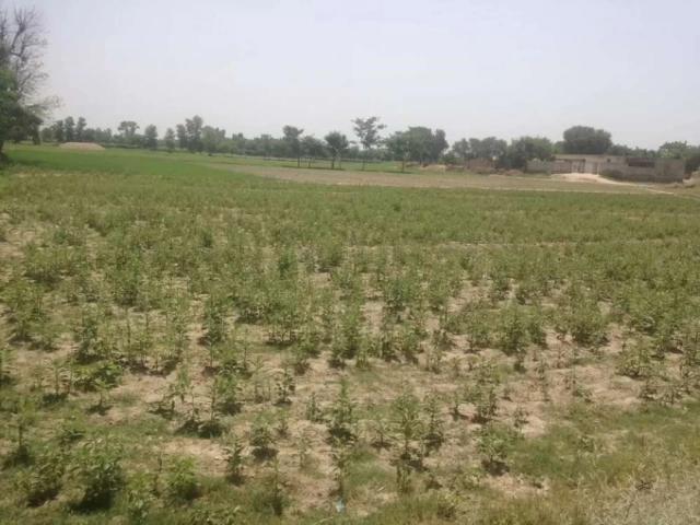 2 kanal area at best location is for sale for commercial purposes. Muzaffargarh ID 11155