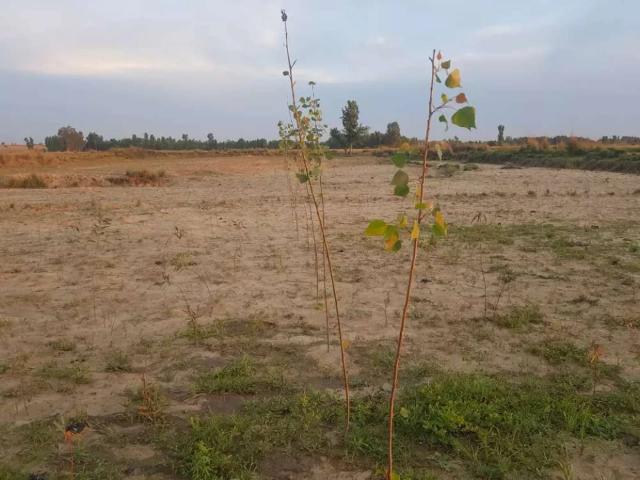 2 kanal plot near with moterway and Chota lahore Swabi ID 06991