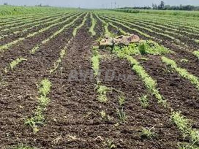 2 terrains Fdalate Benslimane 1,7 Ha et 1,4 Ha