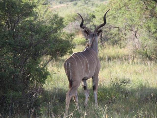 2 060 m² Land available in Lekwena Wildlife Estate