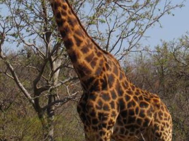 2 061 m² Land available in Lekwena Wildlife Estate