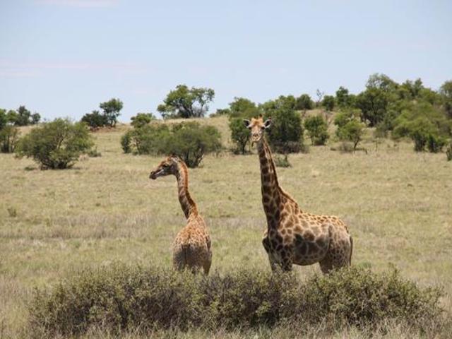 2 061 m² Land available in Lekwena Wildlife Estate